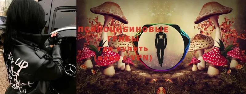 Псилоцибиновые грибы Psilocybine cubensis  Артёмовск 